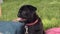 Cute black puppy pug summer portrait. Funny dog on a picnic breathes with his tongue