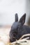 Cute black rabbit portraint with blurred background