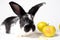 Cute black rabbit on a white background with apples. Food for rabbits. Balanced pet bunny food. Nice funny pets