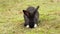 Cute black rabbit with white paws feeding on fresh green grass in a summer meadow