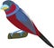 Cute Black-and-red Broadbill vector