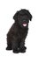 Cute Black Russian Terrier Puppy Dog