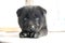 Cute black shorthair puppy looking at me curiously