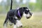 Cute black silver Miniature Schnauzer puppy dog exploring outdoors