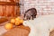 Cute black small-eared pig on brick background.Decorative pig, mini piggy.animals in the contact zoo, helps urban