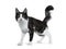 Cute black smoke with white Turkish Angora cat standing side ways on white background with tail in the air