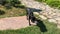 Cute black street dog with ear clip is hanging around and relaxing on a green grass in park on a sunny day. Full HD video.