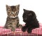 Cute black and tabby kittens