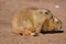 Really Cute Black Tailed Prairie Dog with a Friend