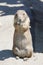 Cute black-tailed prairie dog stands on the sand