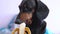 Cute black and tan dachshund eats banana