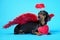Cute black and tan dachshund lie on bright blue background with crimson red feathered wings on the back and halo under the head