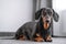 Cute black and tan dachshund lies in front of the window, white background, pretty dog look