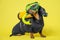 Cute black and tan dachshund sits wearing scuba diving costume and mask and gear on a yellow background