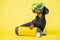 Cute black and tan dachshund sits wearing scuba diving costume and mask, holding gear with paw. Bright yellow background, summer