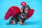 Cute black and tan dachshund sitting on bright blue background with crimson red feathered wings on the back and halo under the