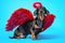Cute black and tan dachshund sitting on bright blue background with crimson red feathered wings on the back and halo under the