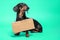 Cute black and tan dachshund sitting  holding a blank sign