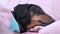 Cute black and tan dachshund sweet sleeps in owner bed covering with pink blanket, head on the pillow, suddenly awakes