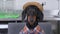 Cute black and tan dachshund wearing checkered farmer shirt and straw hat chews something tasty, with pleased face