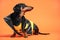 Cute black and tan dachshund wearing cool black leather classic biker jacket, sits on orange background. Indoors, studio, isolated