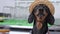 Cute black and tan dachshund wearing funny checkered farmer shirt and straw hat looks in different sides, licks her lips