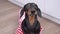 Cute black and tan dachshund wearing striped red and white t-shirt looking up, barking and going away. Indoors, active