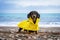Cute black and tan dachshund wearing vibrant yellow raincoat, standing on deserted sea or ocean pebble beach in front of sea view