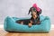 Cute black and tan short-haired dachshund, lying in its blue nest with pretty vibrant pink bow in its head. Adorable dog female at