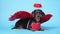 Cute black and tun dachshund lays on bright blue background with crimson red feathered wings on the back and halo above the head,