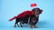 Cute black and tun dachshund stand on bright blue background with crimson red feathered wings on the back and halo above the head