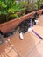 Cute black and white adult 4 year old cat lay on brown big tile beside long plant vase with hind leg sticking out purple leash