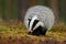 Cute black and white animal in the forest. Badger in the forest. Hidden in bushes of cranberries. Nice wood in the background