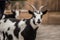 Cute black and white baby goat at zoo in Berlin