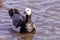 A cute black and white bird, the barnacle goose, swims in a small pond.