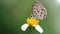 cute black and white butterfly on a daisy flower, macro photography of this gracious and delicate Lepidoptera insect