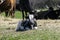 Cute black and white calf resting in a pasture
