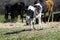 Cute black and white calf walking across pasture