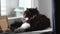 Cute black and white cat licking its paw tail on window sill in the room. Cat grooming, cleaning fur with tongue and lying on