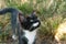 Cute black with white cat looking up grass illuminated with sunlight