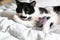 Cute black and white cat with moustache playing with mouse toy and licking paw, grooming on bed. Funny kitty resting and playing