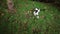 A cute black and white cat is playing with a brown frog in the grass under the tree.