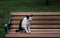 The cute black and white cat is sitting on wooden benche on grass floor and looking straight at the camera