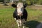 cute black and white cow standing chained on autumnal pasture in Ukraine and looking with interest