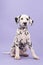 Cute black and white dalmatian puppy sitting looking funny in th