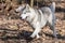 Cute black and white dog Husky runs on last year`s leaves in the park on a spring walk to the photographer.