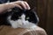 A cute black and white domestic cat sits in the owner`s arms. Life style. Pets, veterinary medicine.