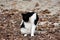 Cute black and white domestic cat sitting and cleaning herself while sitting on gravel forest path covered with dried fallen