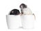 Cute black and white dumbo rats on white background.