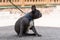 Cute black and white french bulldog